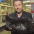 huyyge black cock