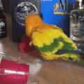 Party animal