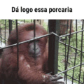 Não dê bananas a um orangotango psicopata!