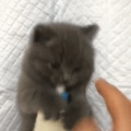 smol catto wants to drink