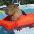 Capybara cooling.
