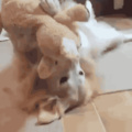 Doggo loves her new toy