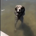 water dog is coming for you