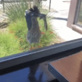 Road runner wants to eat inside too