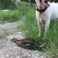 ducko gives doggo the slip