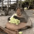 So basically, i am thicc monky