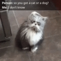 Catdog