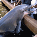 Brayan el delfín