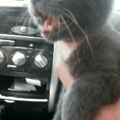 Our kitten pants like a dog when in cars.