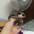 Sugar glider learning how to glide