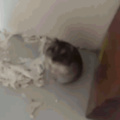 Hamster play dead