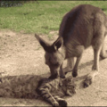 A cat gets annoyed by a well meaning kangaroo