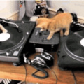 Gatos DJ :O