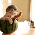 Na vida eu sou o gato na melancia