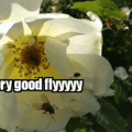Fly probably not hurt, is very good fly