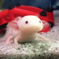 just an axolotl