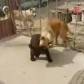 Baby bear vs doggo