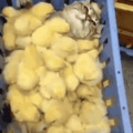 covered in chicks