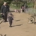 Kid vs kangaroo