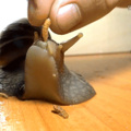 Eating snail