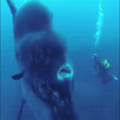 Huge fish vs. scuba diver