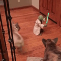 Gatos vs Jedi.  (GIF E MEME QUASE TODO DIA)