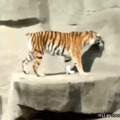 Tigre culiao gey