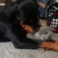 Doggo tasted puss for a first time