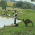 Don't turn your back on a kangaroo ever