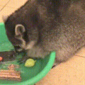 raccoons need to clean things