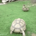 Turtles :v