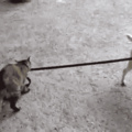 Cat walking dog