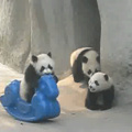 Pandas are so adorable