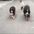 Doggo's takes child for walk