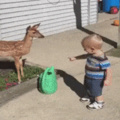 The deer just wants some kisses