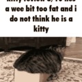 Fat kitty