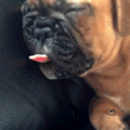Doggo has a good tongue