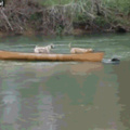 Rescue doggo rescuing doggos