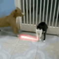 pet wars:revenge of the cats