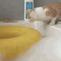 Curiosity and the cat