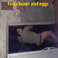 ...... Jhonataskhan exagera na glacial e faz uma algazarra tetralouca na casa de tábua no meio da festa boxers and eggs com seus amigos de cueca e comendo ovos recém chocados