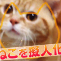 Its a Japanese app which lets you convert your cat's pic into manga
