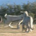A cub walking a dog