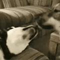 Kiss chien