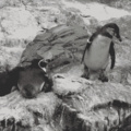 Penguinos