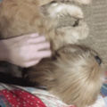 little puppy baby likes scratches