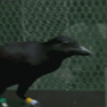 crows are very smart