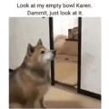 Doggo is sick of karen's irresponsible behaviour