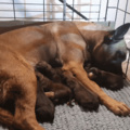 My dog had 8 puppies! She and the puppers are doing well!