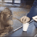 Entertaining an Orangutan